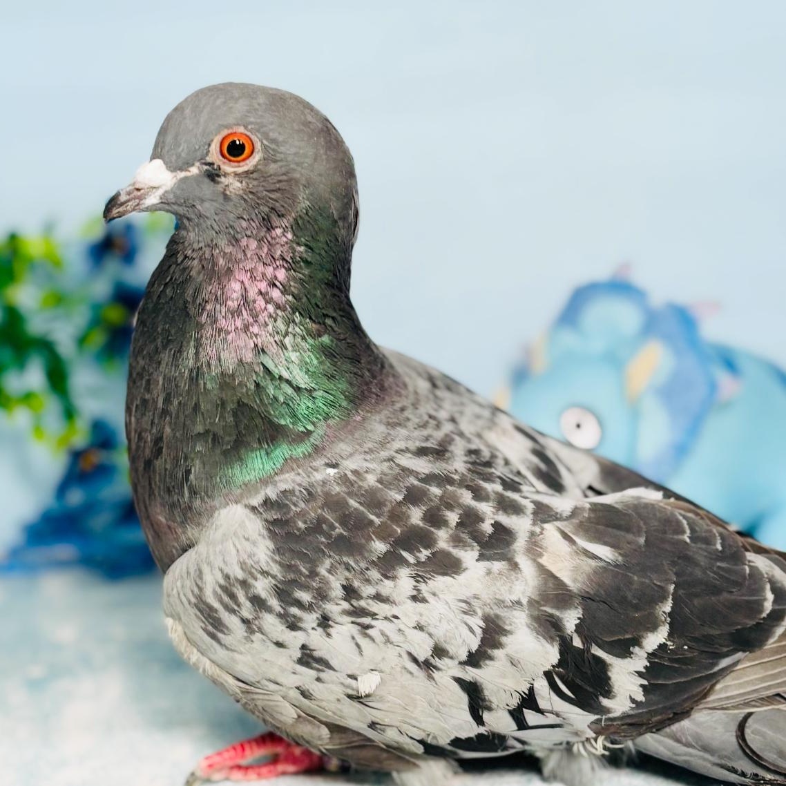 Enlarge Igloo, a Adoptable Pigeon in Chicago, IL image 2/4
