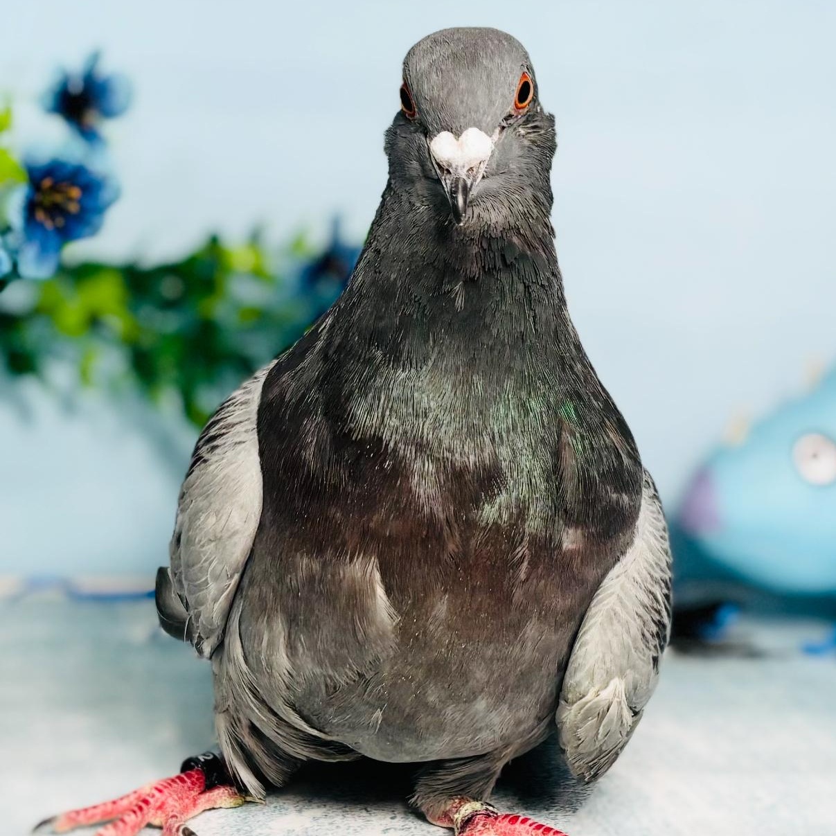Enlarge Igloo, a Adoptable Pigeon in Chicago, IL image 3/4