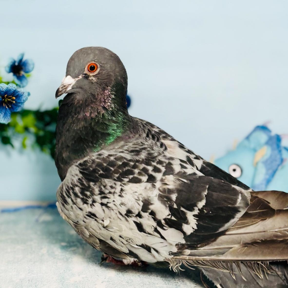 Enlarge Igloo, a Adoptable Pigeon in Chicago, IL image 4/4