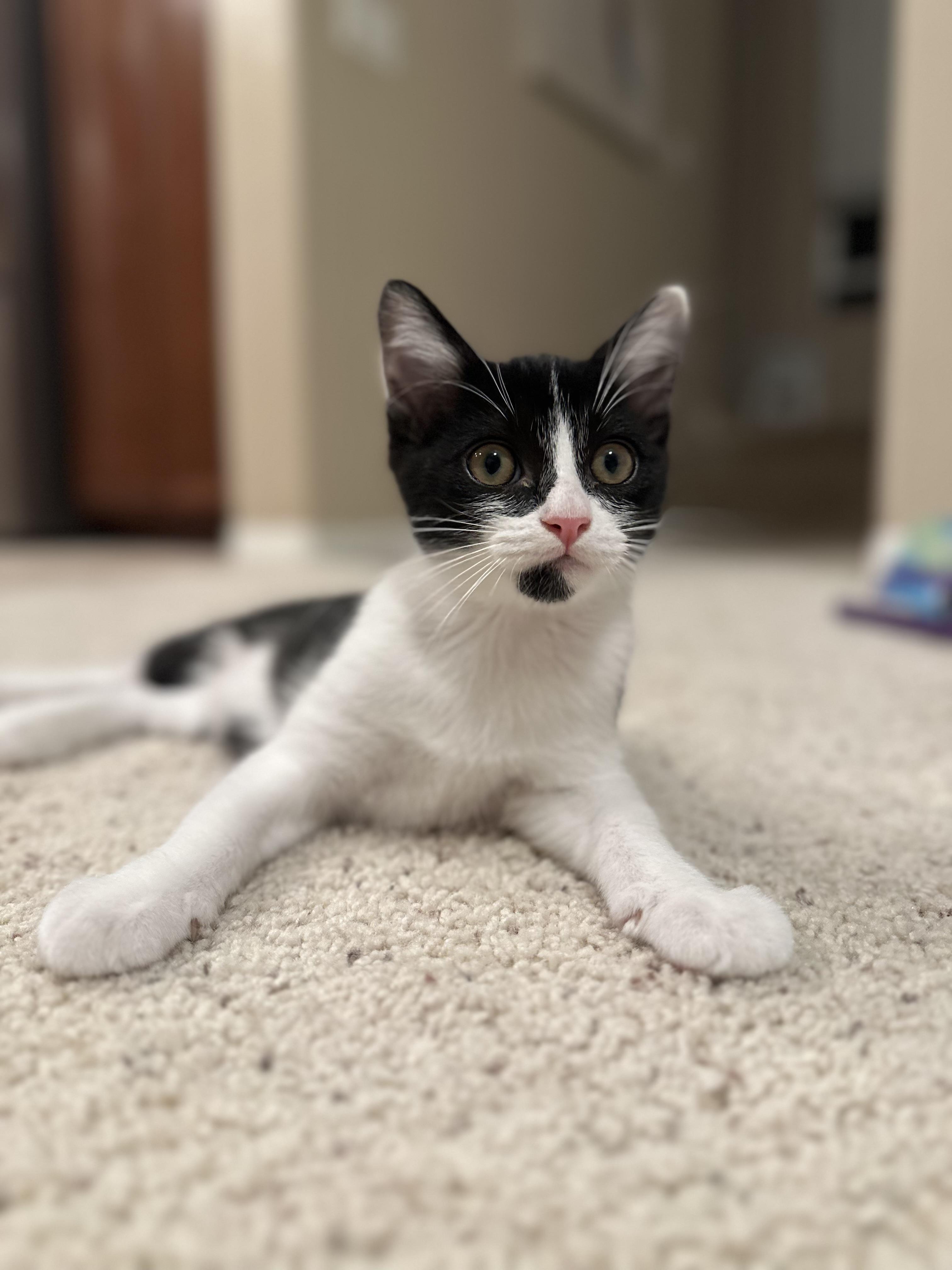 Seymour, an adopted Domestic Short Hair in Santa Ana, CA image 5/5