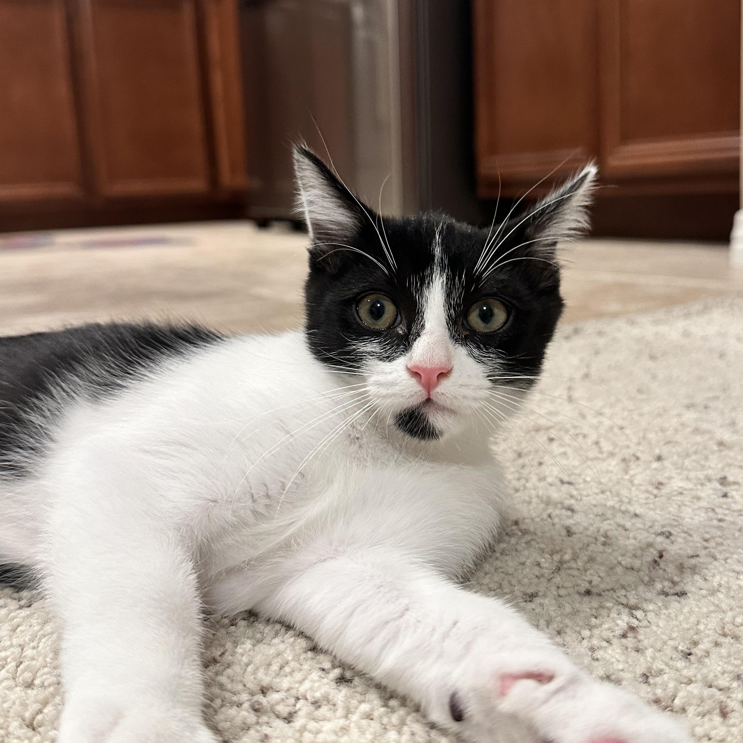 Seymour, an adopted Domestic Short Hair in Santa Ana, CA image 3/5