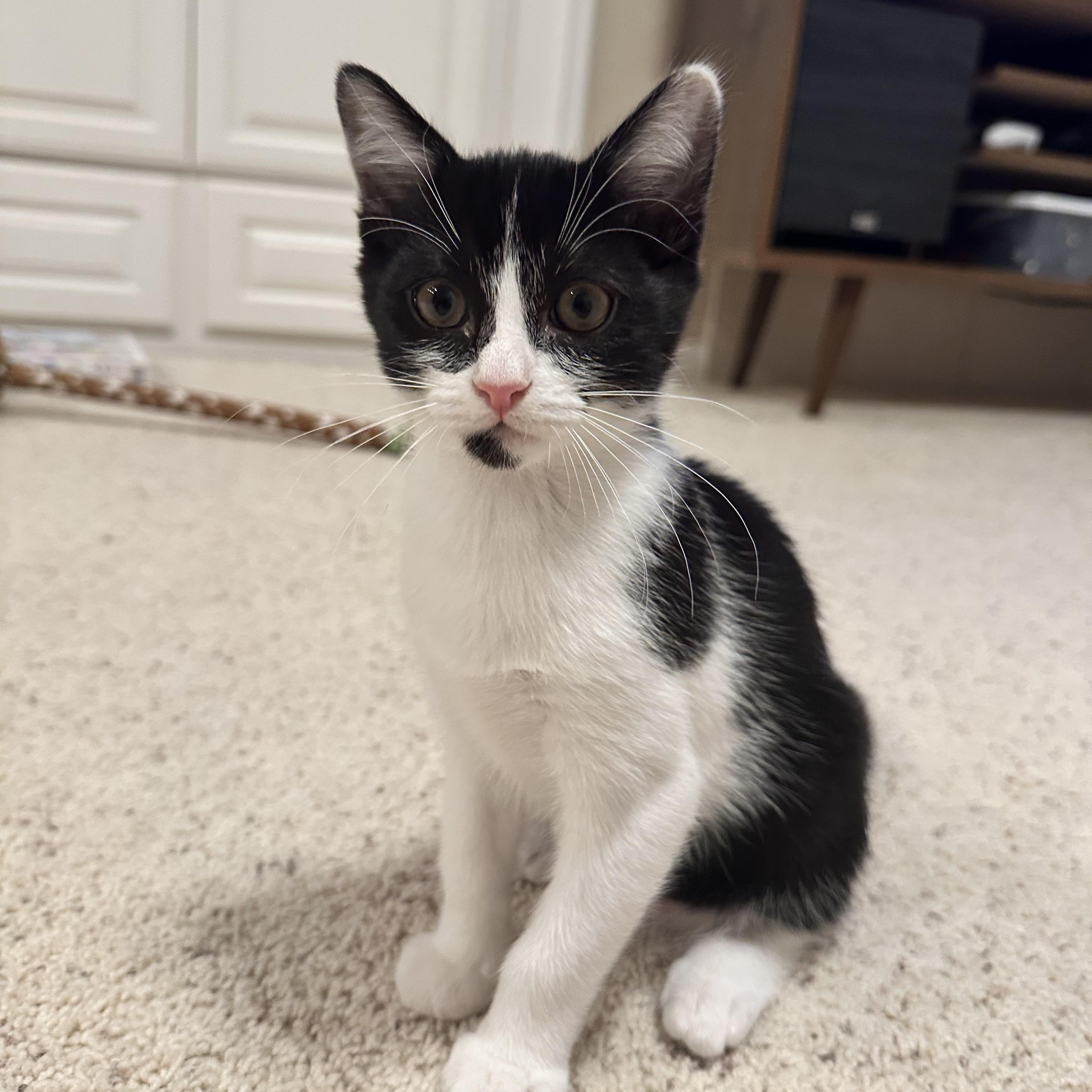 Seymour, an adopted Domestic Short Hair in Santa Ana, CA image 4/5