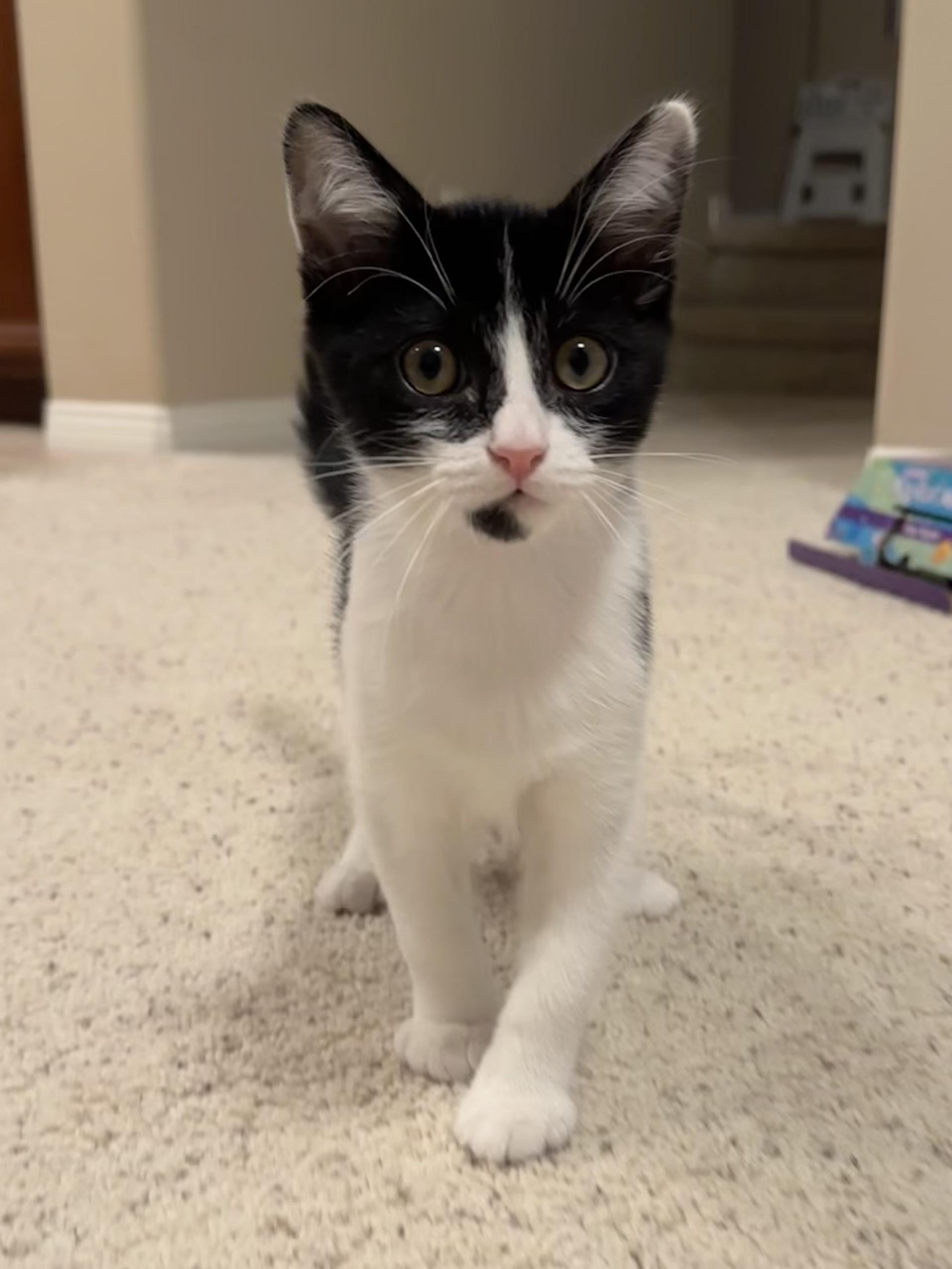 Seymour, an adopted Domestic Short Hair in Santa Ana, CA image 1/5