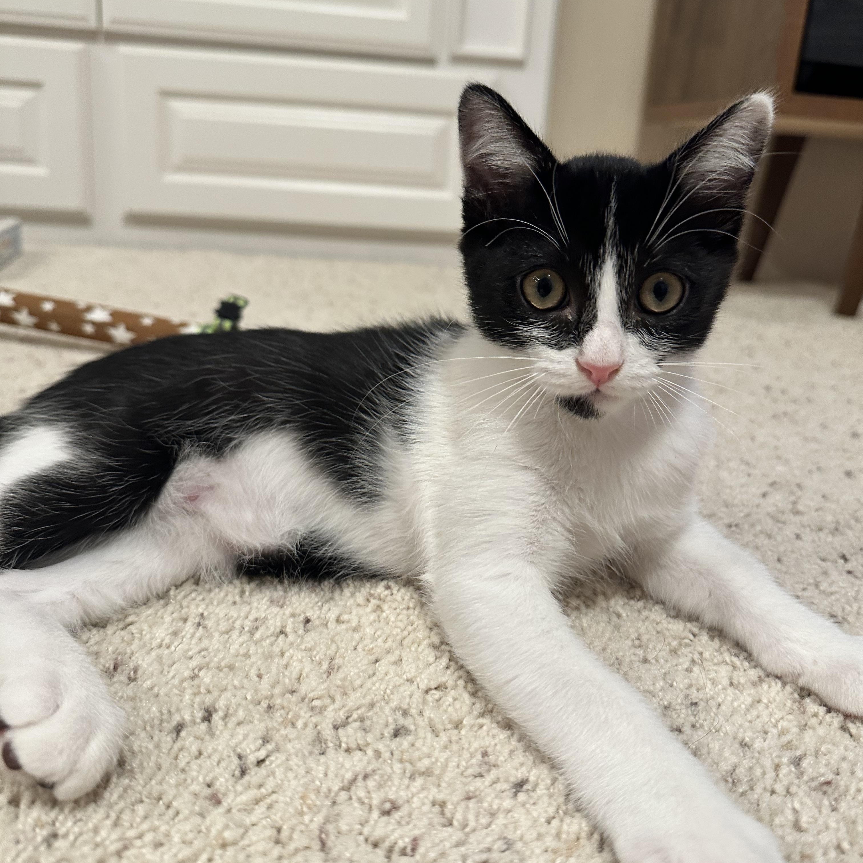 Seymour, an adopted Domestic Short Hair in Santa Ana, CA image 2/5