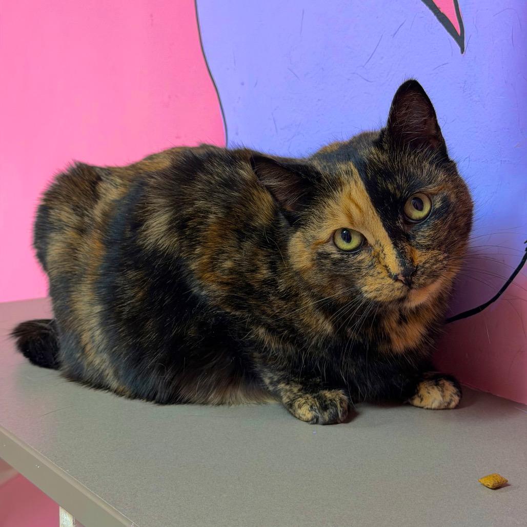 Enlarge Turtle Dove, a Adoptable mixed breed in Binghamton, NY image 1/3