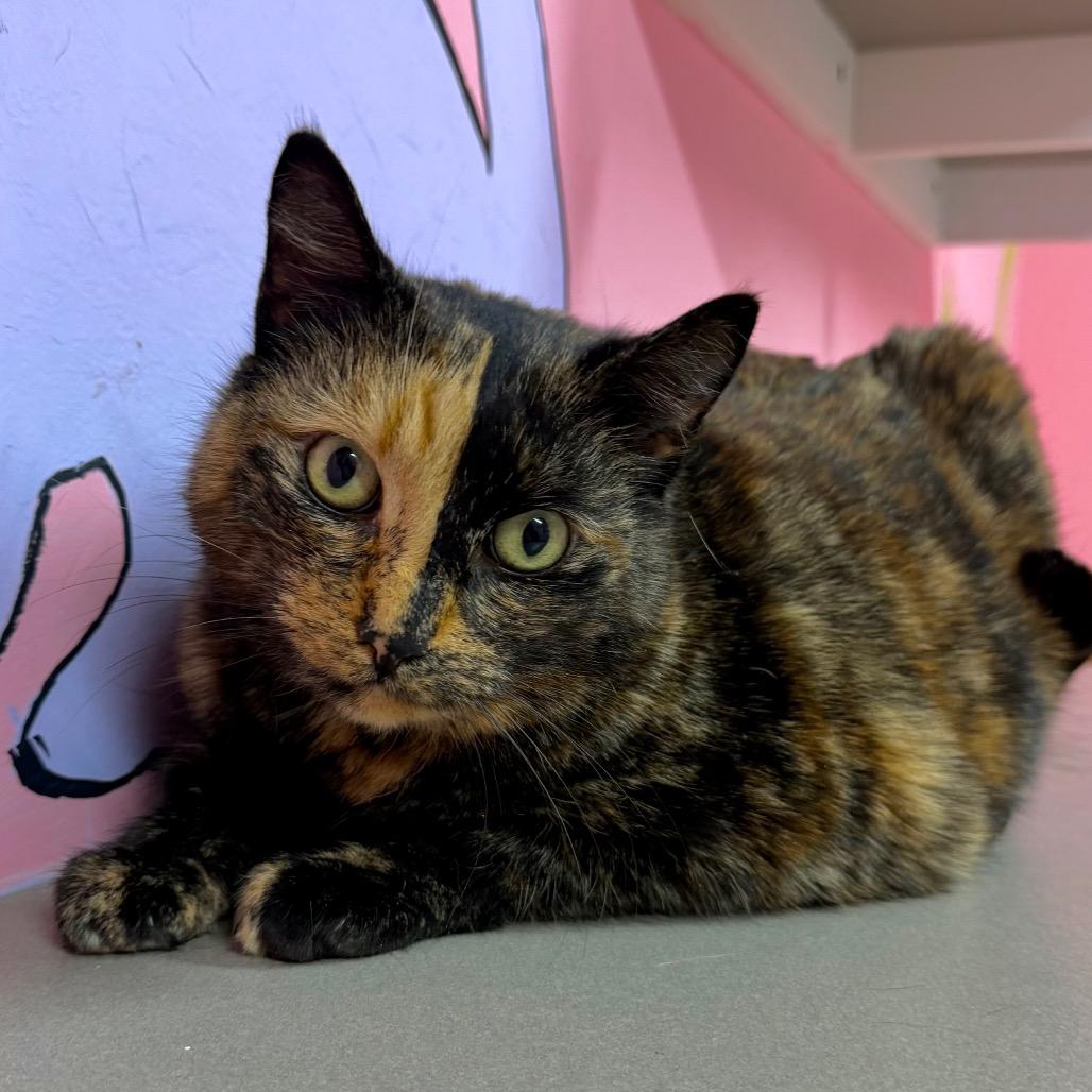 Enlarge Turtle Dove, a Adoptable mixed breed in Binghamton, NY image 3/3