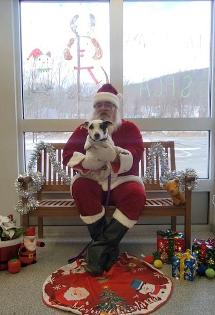Baxter, Adoptable, Senior Male Parson Russell Terrier & Mixed Breed.