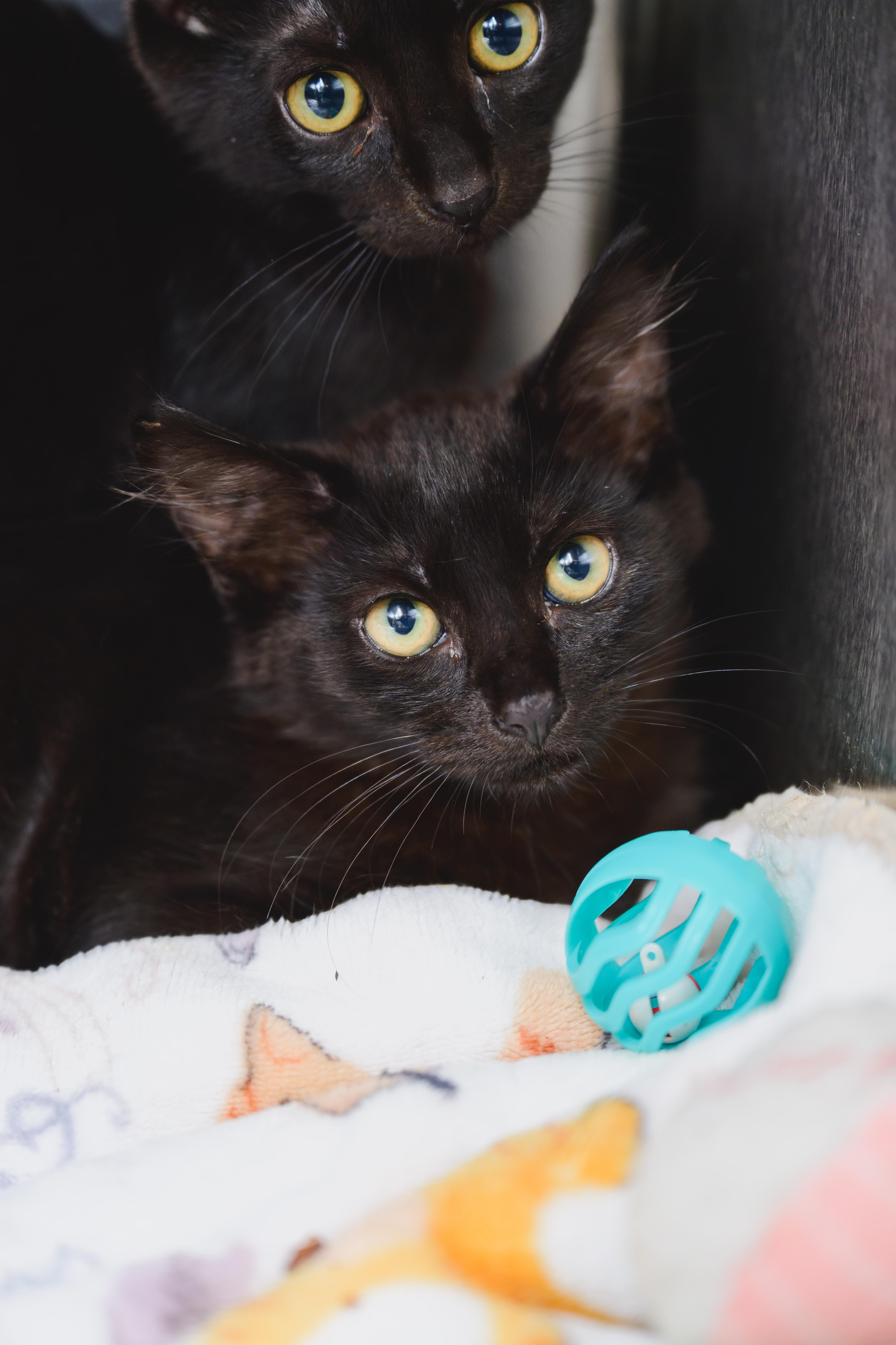 Wesley, Adopted, Kitten Male Domestic Short Hair.