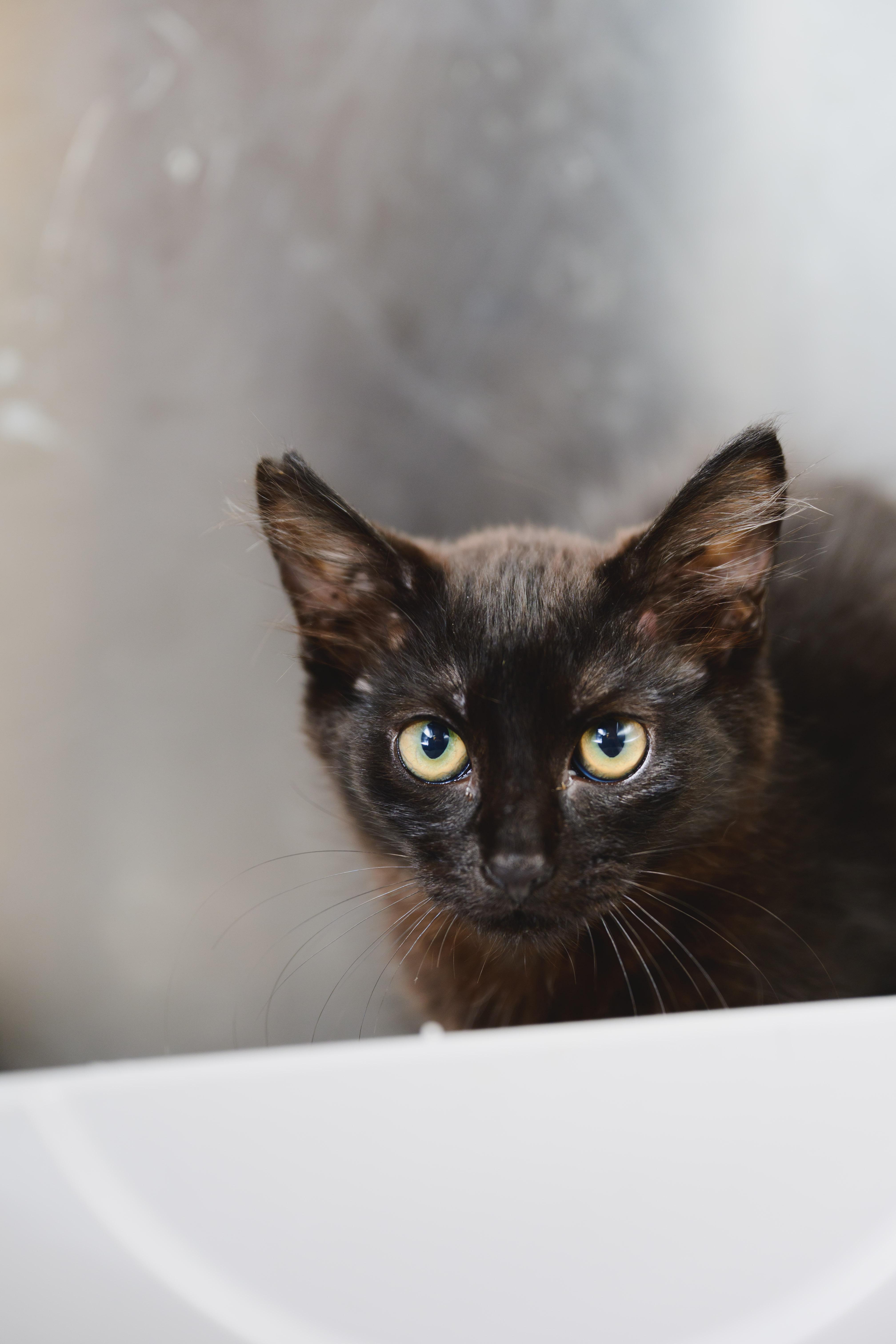Wesley, a Adopted Domestic Short Hair in Honolulu, HI image 2/3