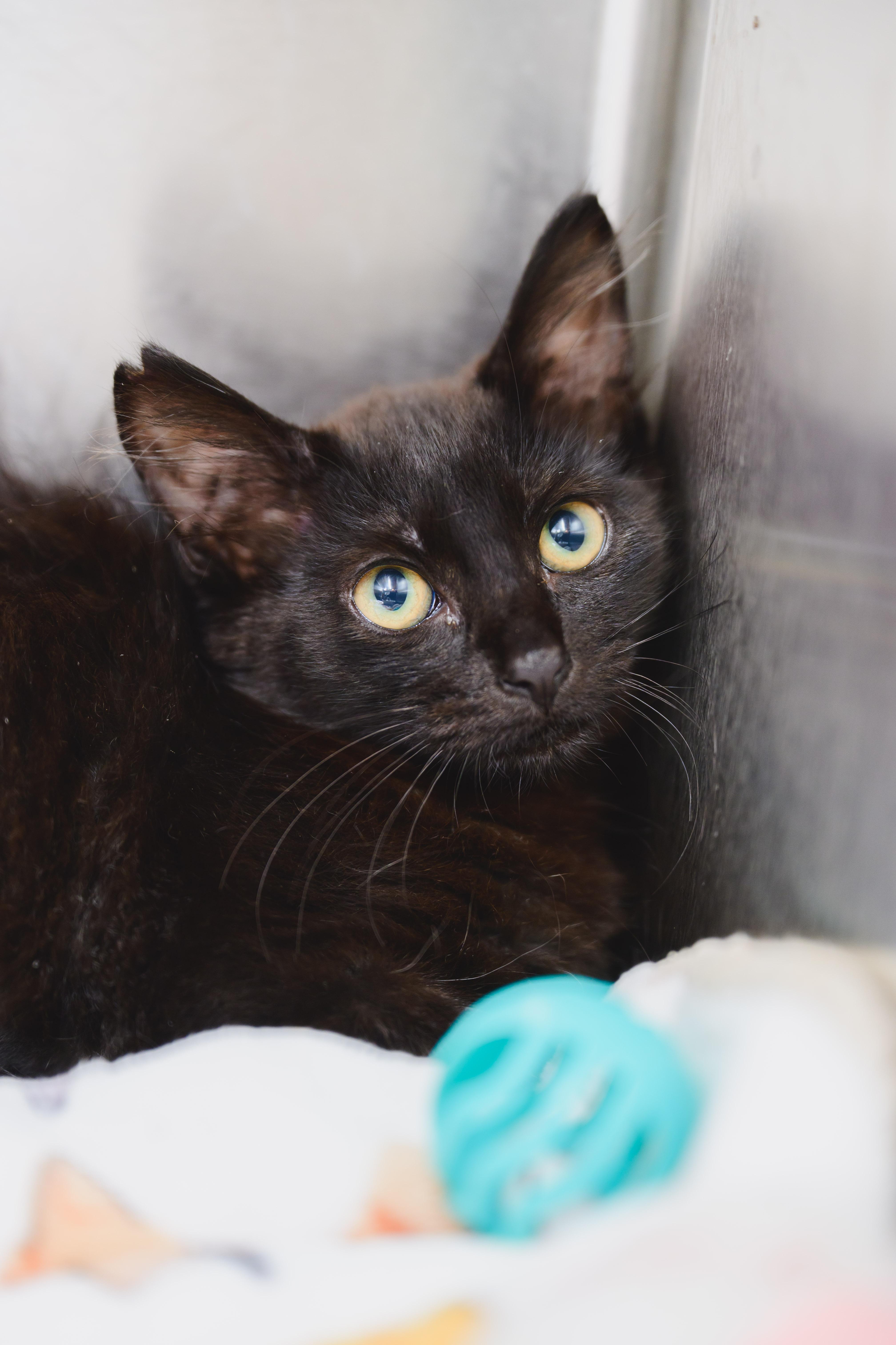 Wesley, a Adopted Domestic Short Hair in Honolulu, HI image 3/3