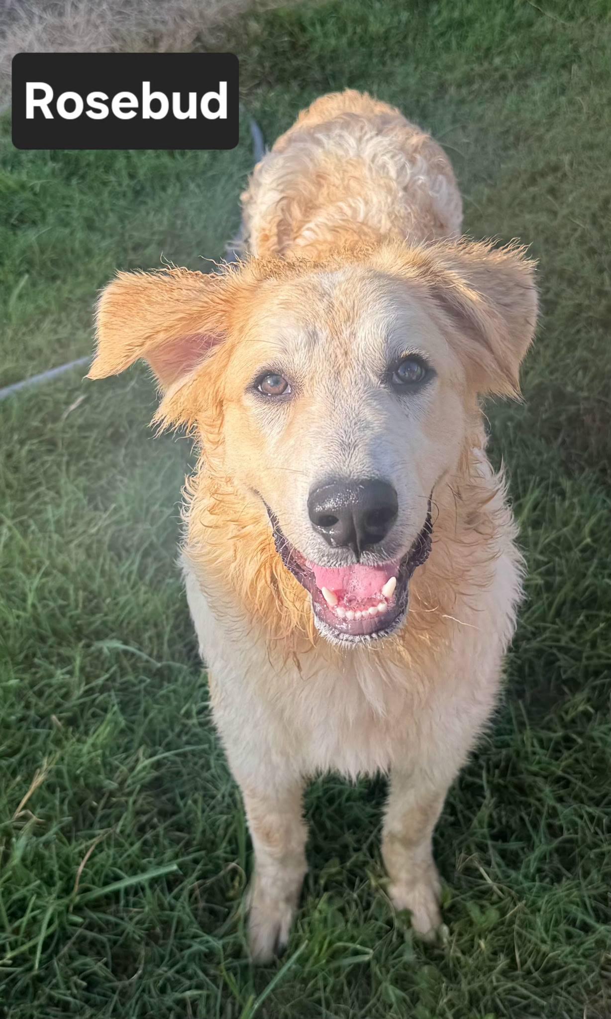Rosebud, Young Female Great Pyrenees