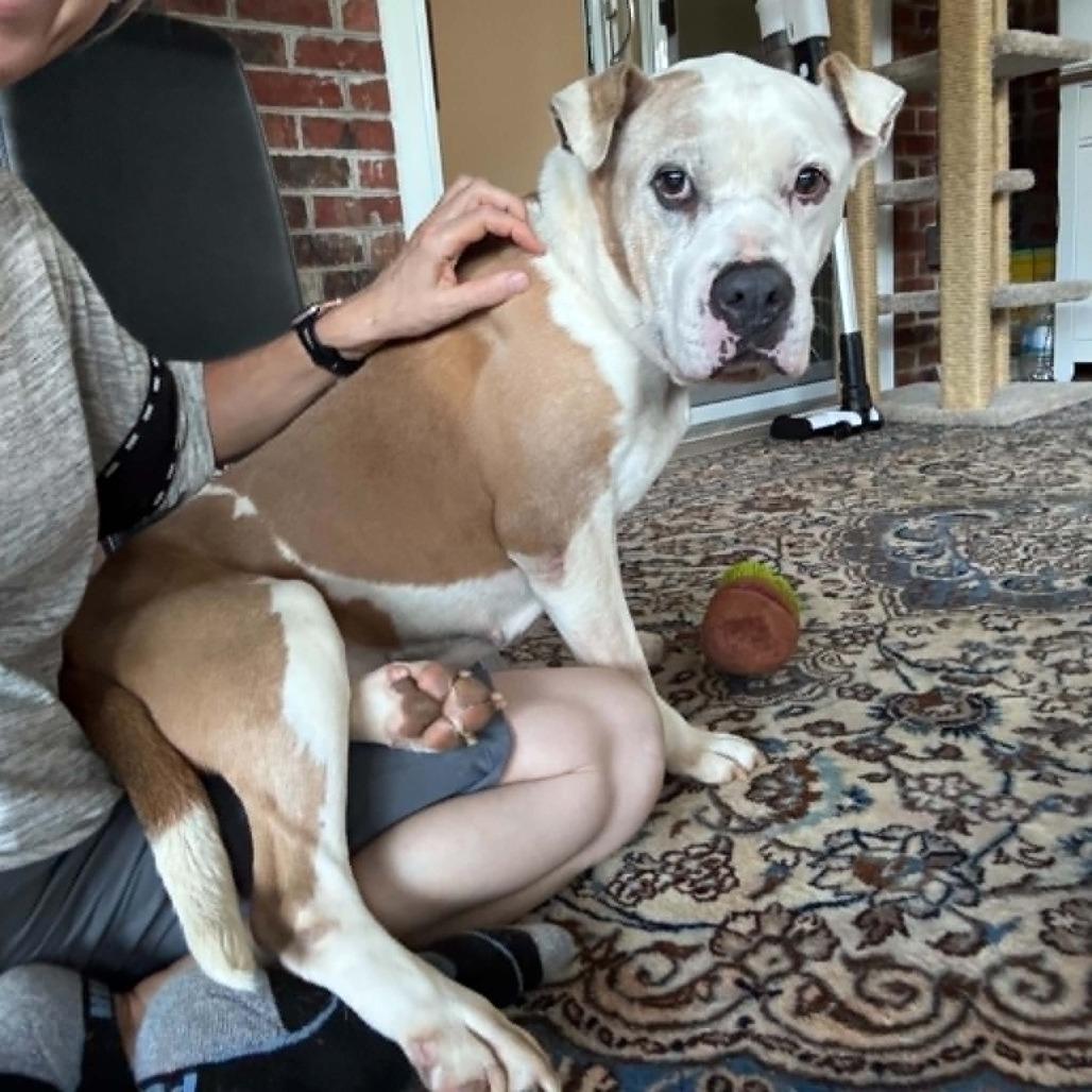Bulma, Adoptable, Senior Female Mixed Breed.
