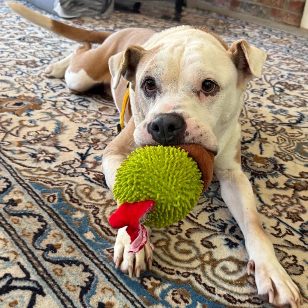 Enlarge Bulma, a Adoptable Mixed Breed in Winston-Salem, NC image 2/6