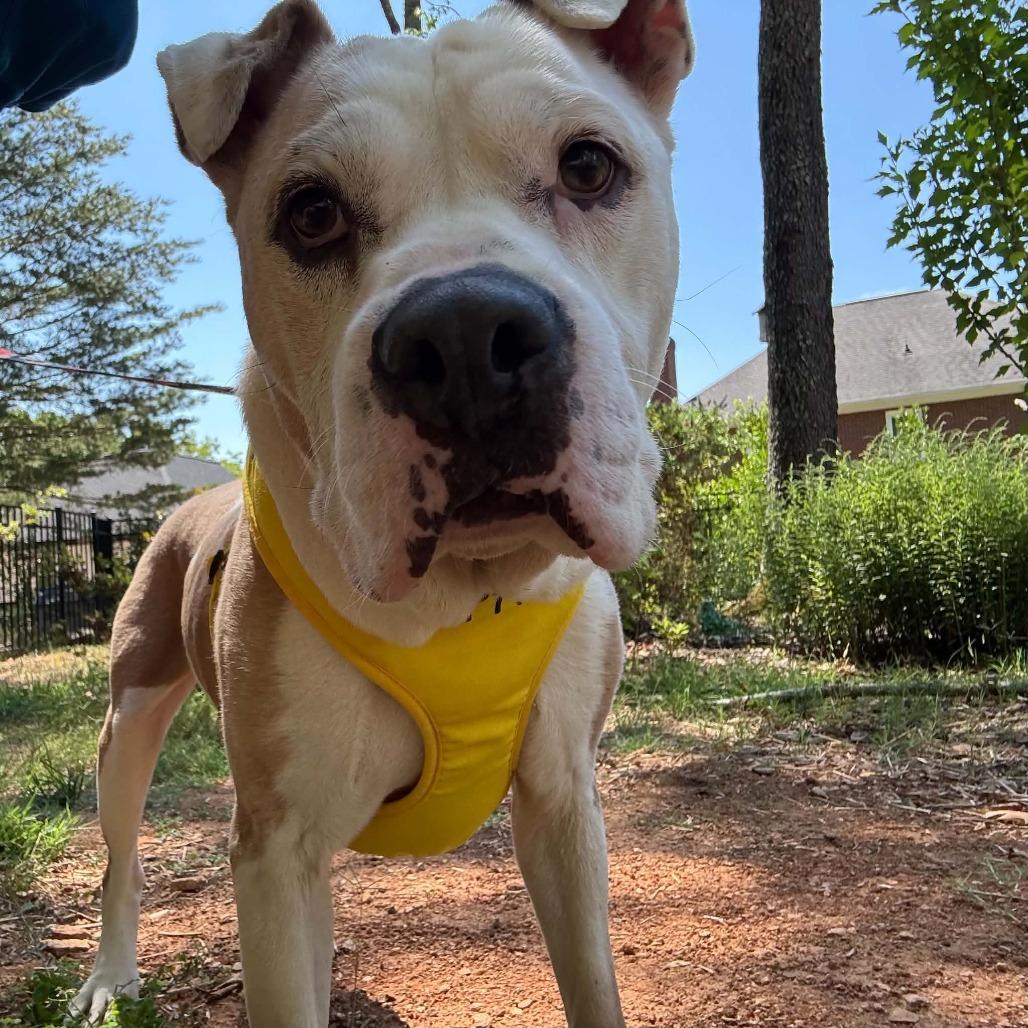 Enlarge Bulma, a Adoptable Mixed Breed in Winston-Salem, NC image 3/6