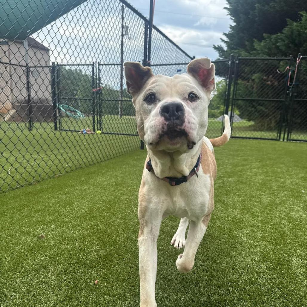 Enlarge Bulma, a Adoptable Mixed Breed in Winston-Salem, NC image 6/6