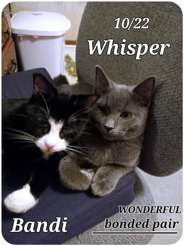 Bandi and Whisper, a Adoptable mixed breed in Staunton, VA image 1/3
