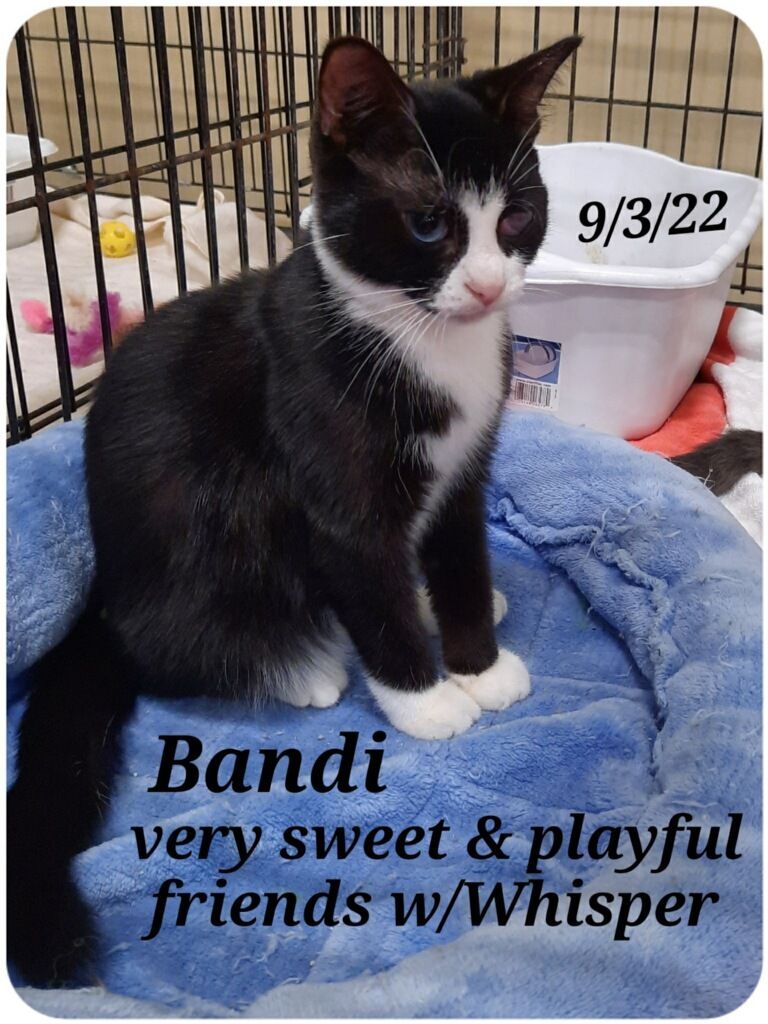 Bandi and Whisper photo 1