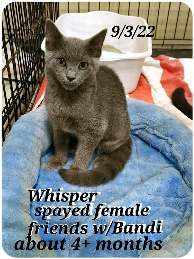 Bandi and Whisper, a Adoptable mixed breed in Staunton, VA image 3/3