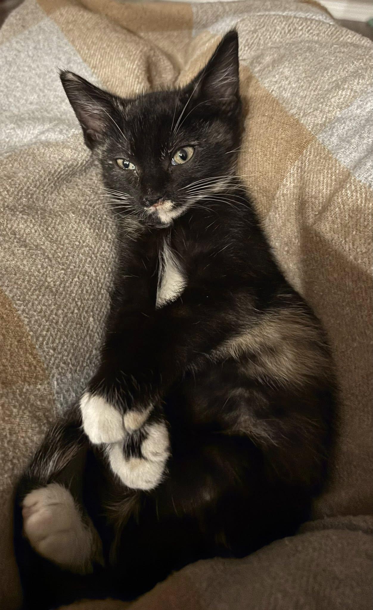 Kiki, ADOPTABLE, Kitten Female Domestic Short Hair.