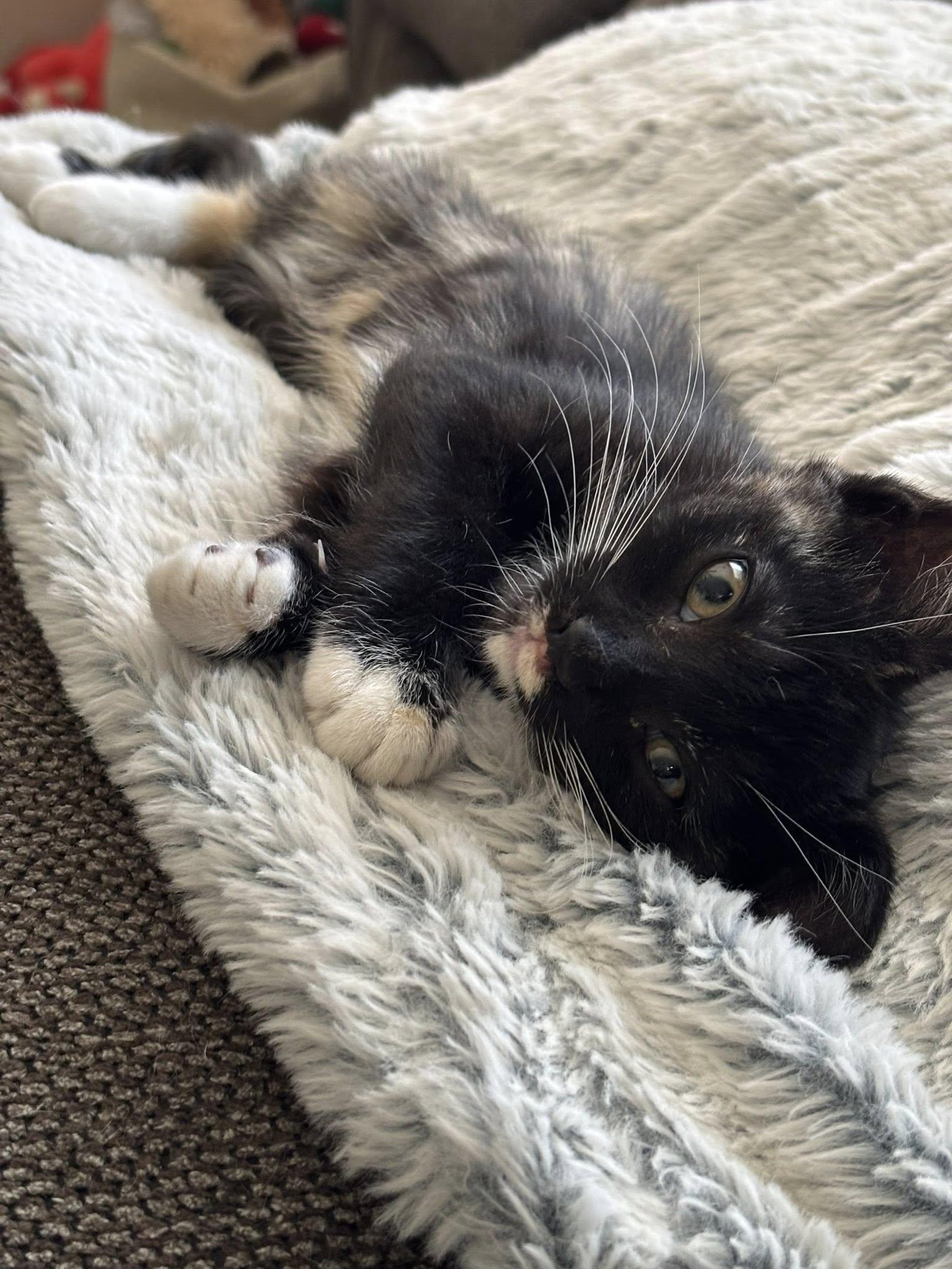 Kiki, a ADOPTABLE Domestic Short Hair in Queen Creek, AZ image 2/2