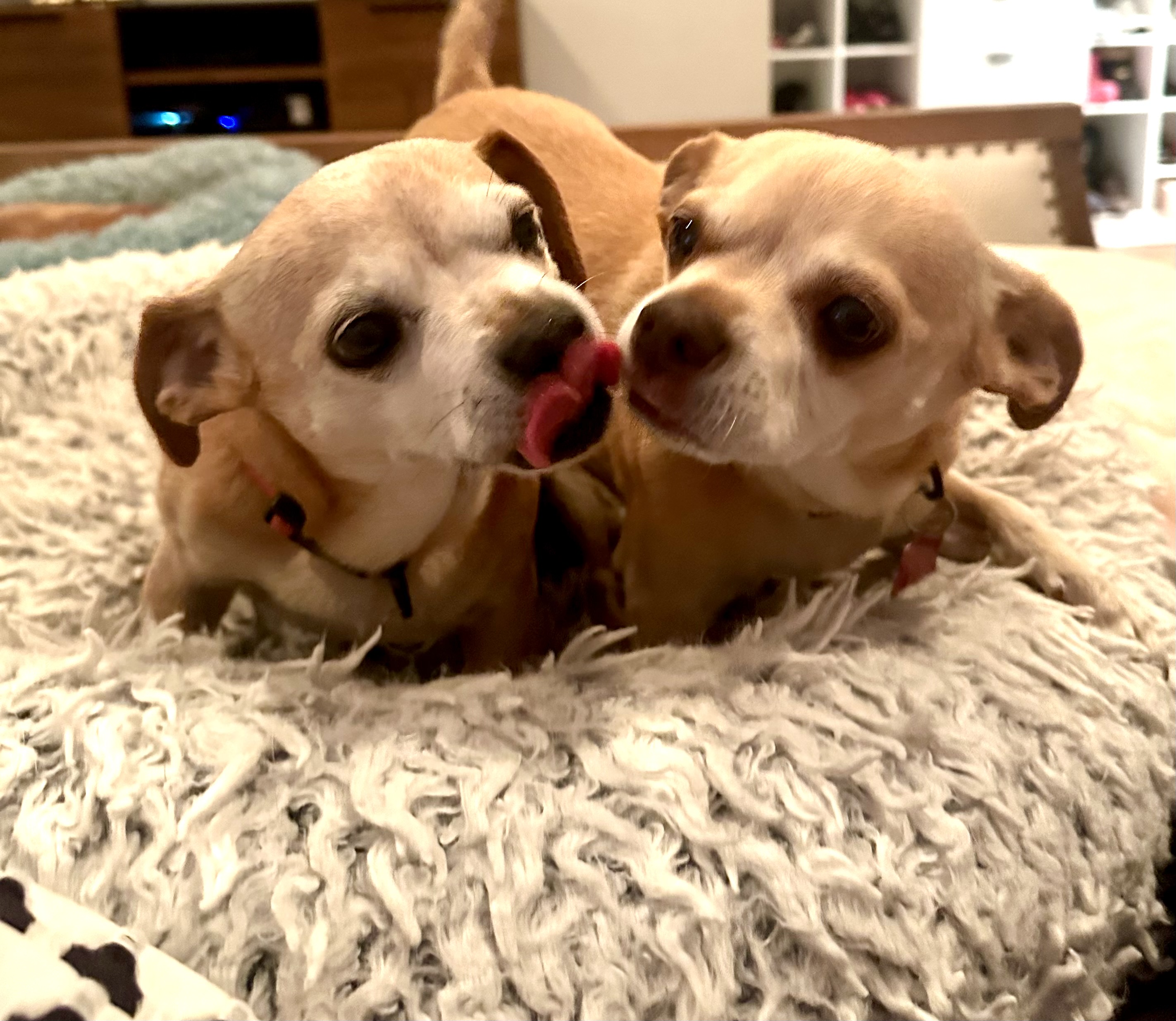 Freddie & Louis, Senior Male Chihuahua