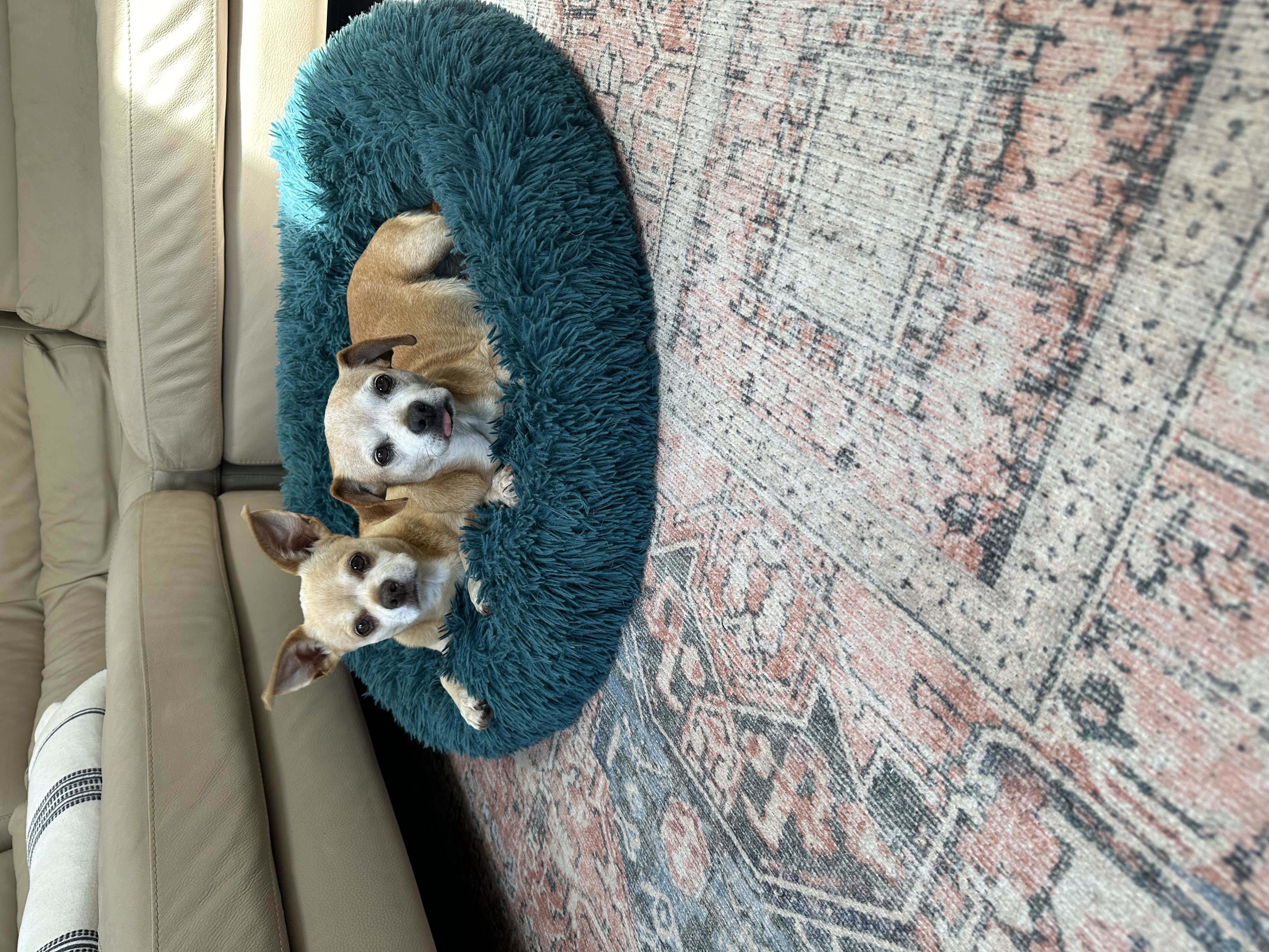 Freddie & Louis, a Adoptable Chihuahua in West Hollywood, CA image 5/5
