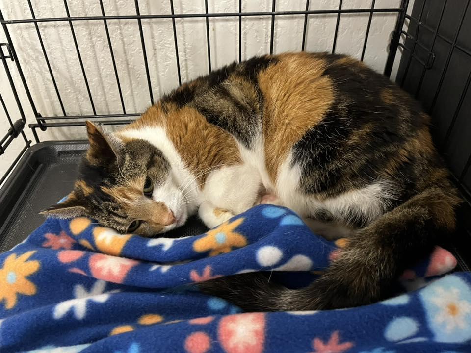 Cali — thumbnail 2