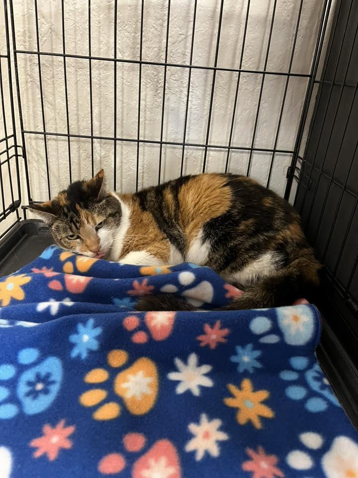 Cali — thumbnail 3