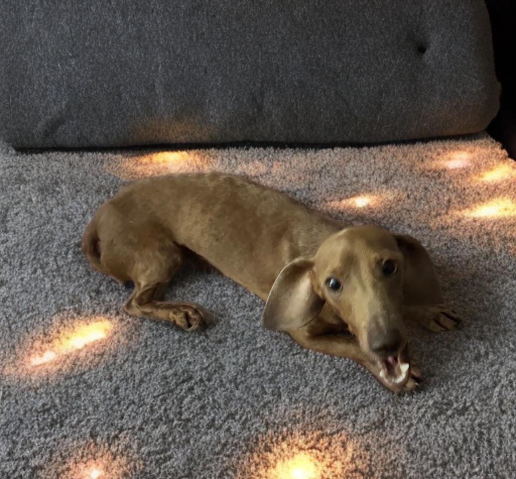 Enlarge Sprocket, an adopted Dachshund in San Antonio, TX image 1/4