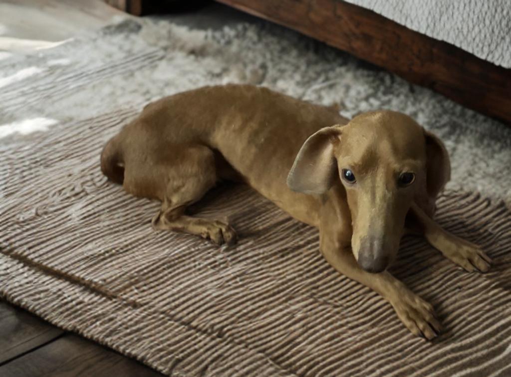 Enlarge Sprocket, an adopted Dachshund in San Antonio, TX image 2/4