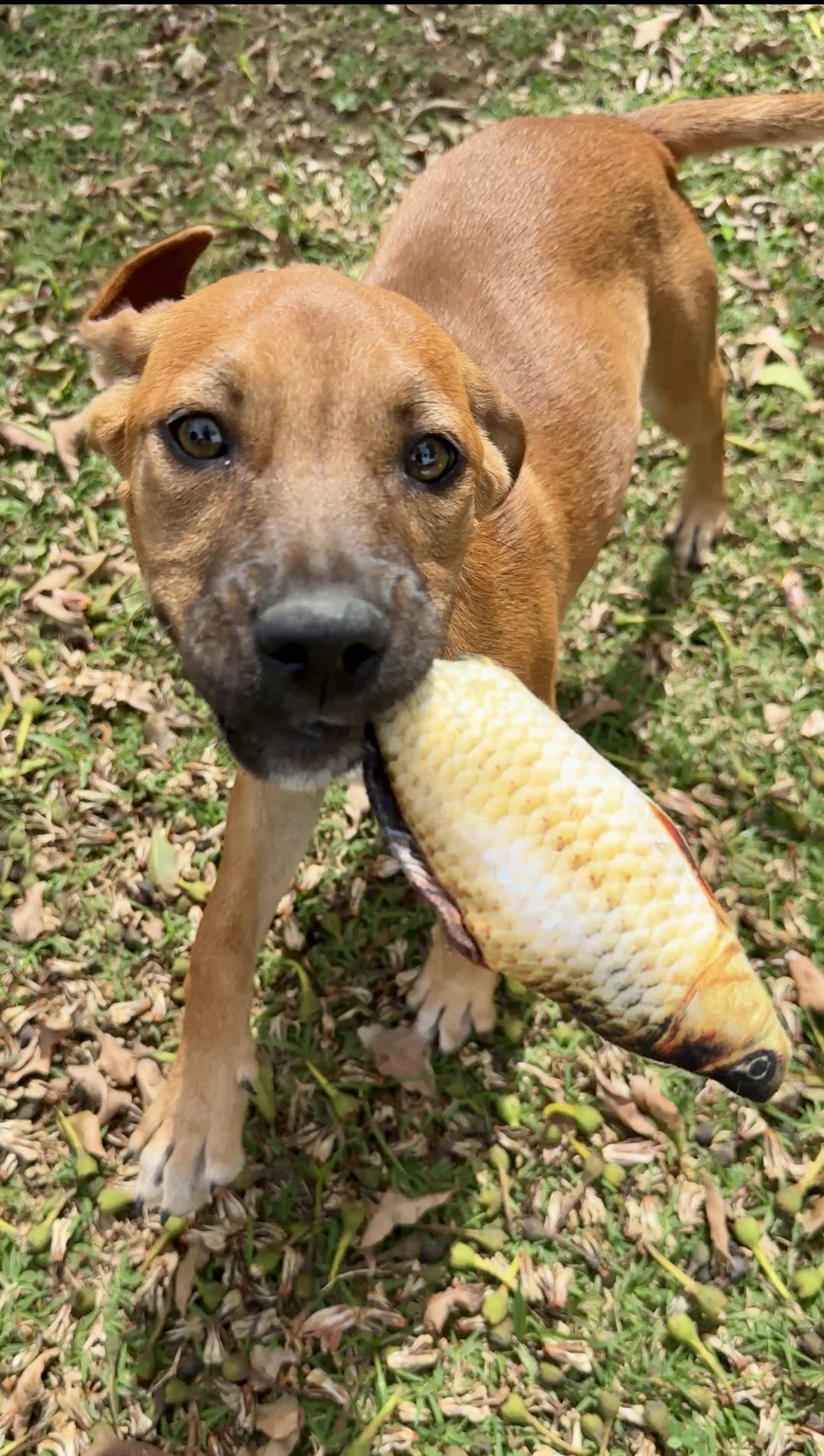 Sprinkles - Beautiful Eye Girl *LOW ADOPTION FEE $50*, a Adoptable mixed breed in Isabela, PR image 6/6