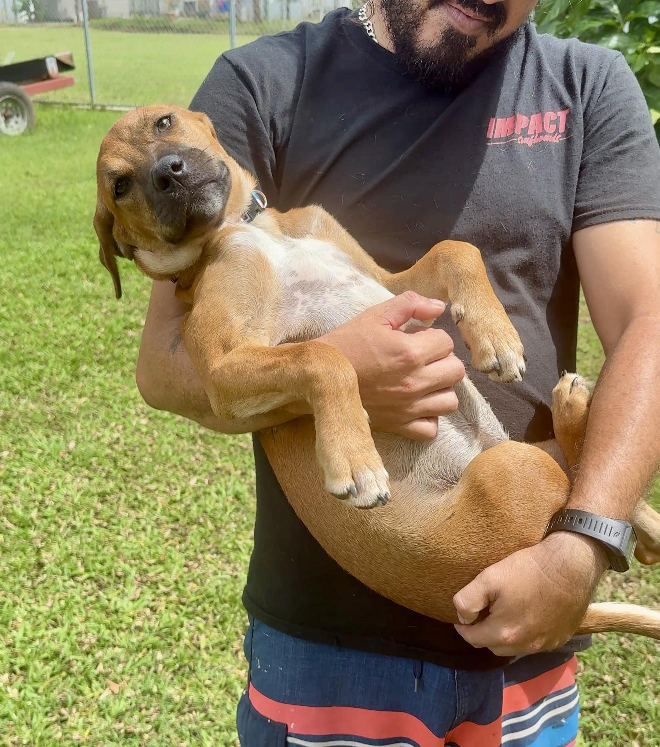 Sprinkles - Beautiful Eye Girl *LOW ADOPTION FEE $50*, a Adoptable mixed breed in Isabela, PR image 3/6