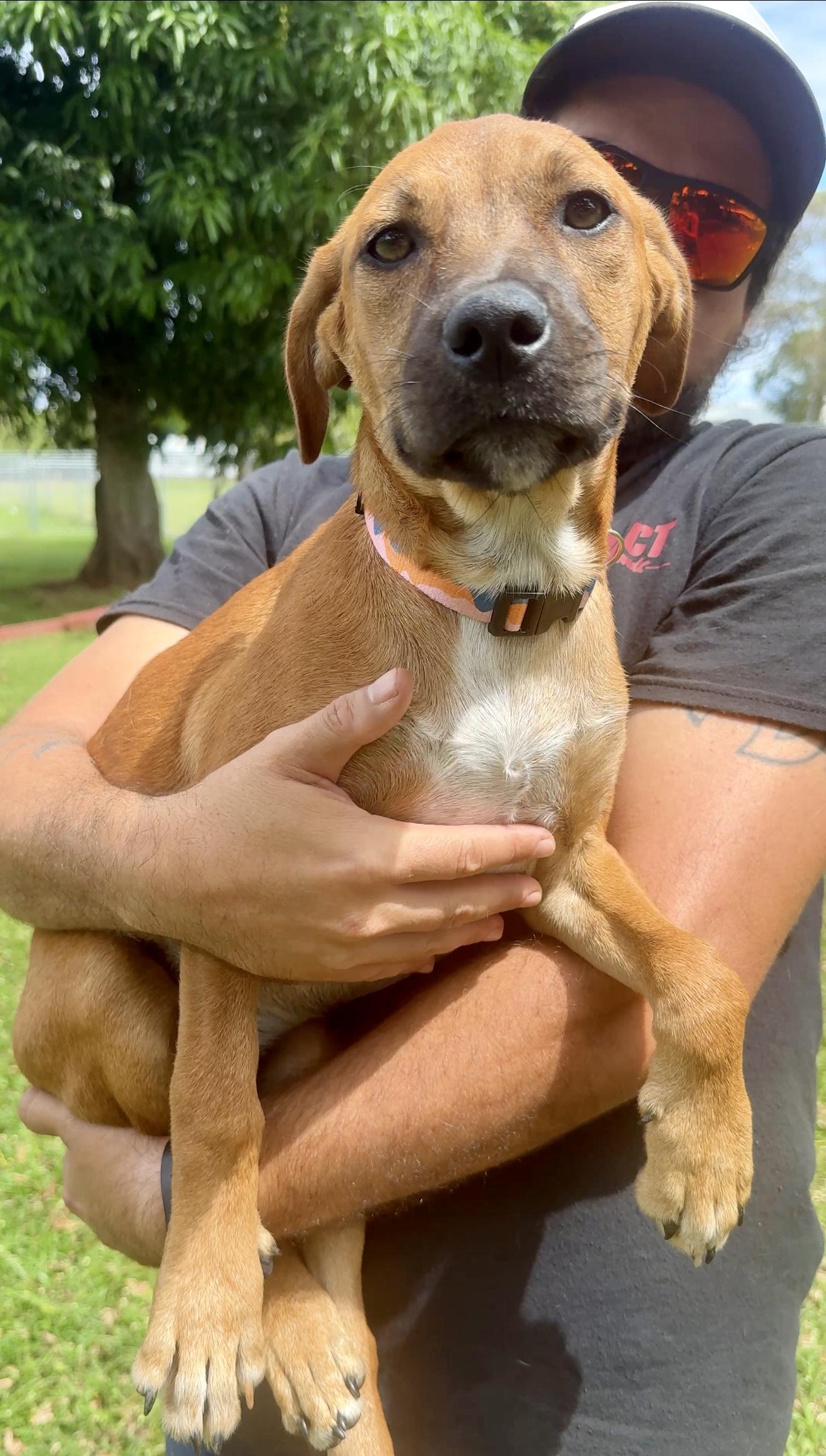 Sprinkles - Beautiful Eye Girl *LOW ADOPTION FEE $50*, a Adoptable mixed breed in Isabela, PR image 5/6