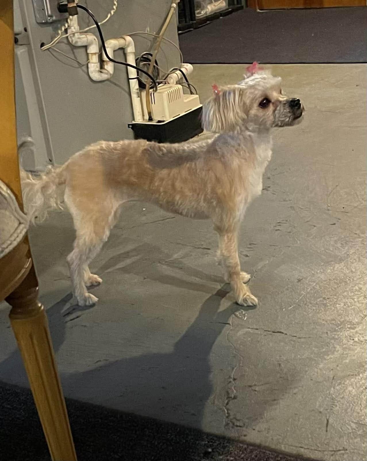 Tessa **COURTESY LISTING** , a ADOPTABLE Morkie in Warren, MI image 2/2