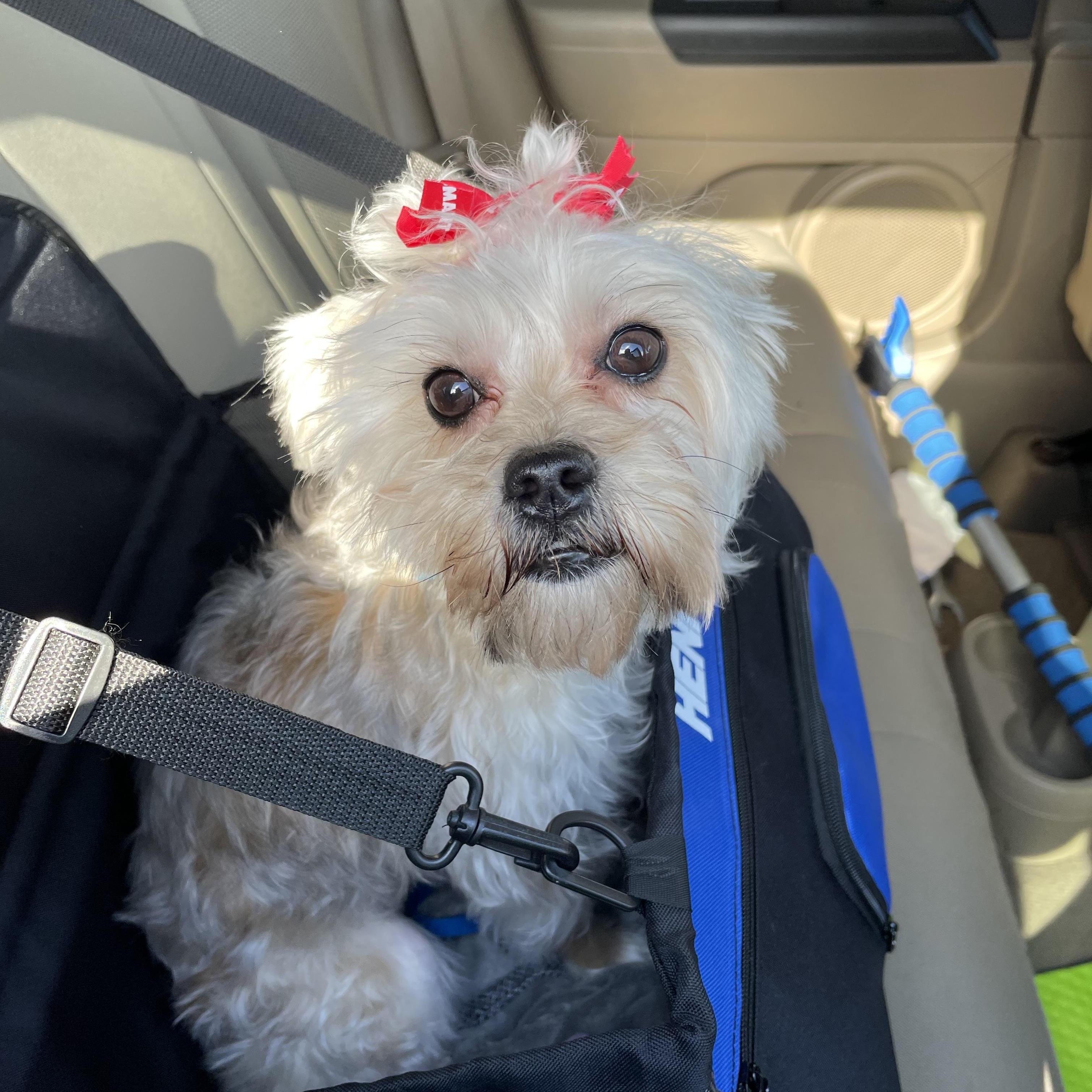 Tessa **COURTESY LISTING** , ADOPTABLE, Adult Female Morkie.