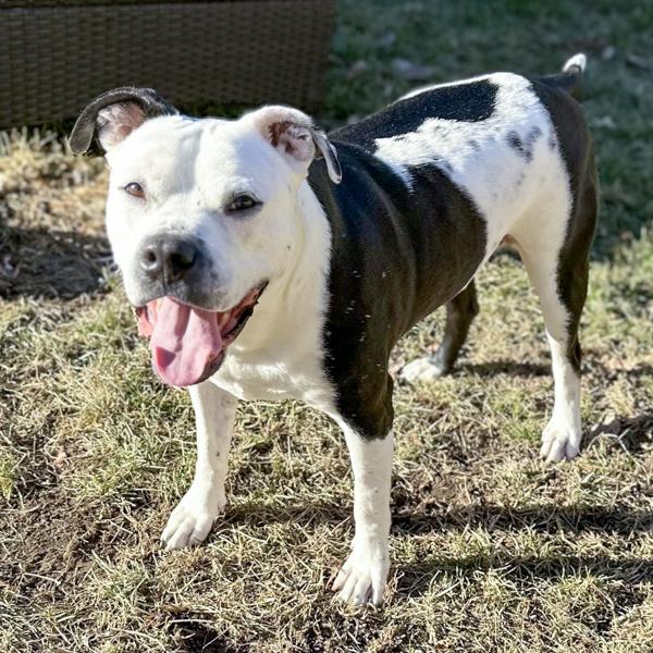 King, Adoptable, Adult Male Pit Bull Terrier.