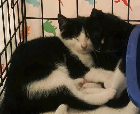 Morticia thumbnail 3