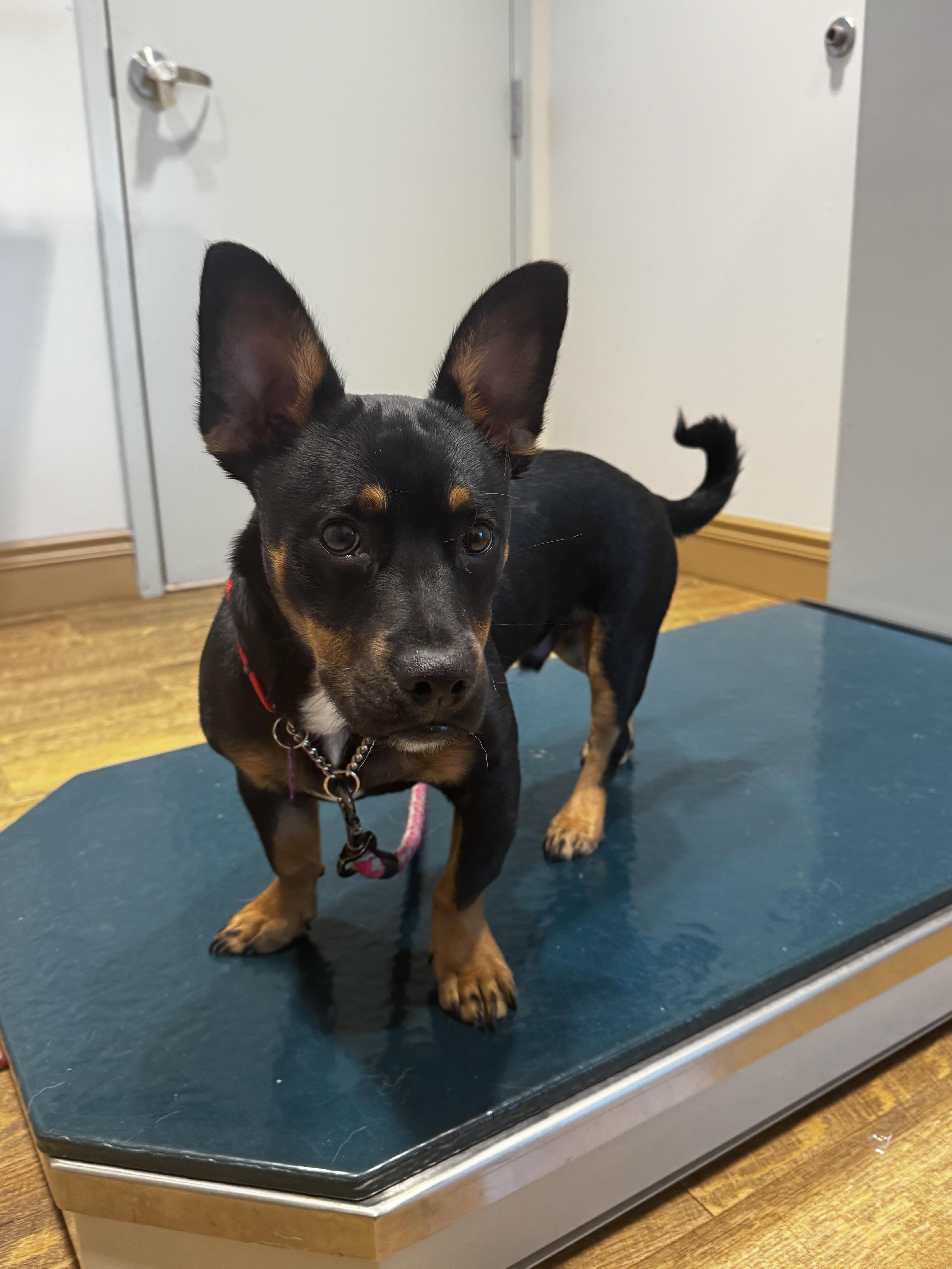 Enlarge Tebow, a Adoptable mixed breed in Cumming, GA image 4/4