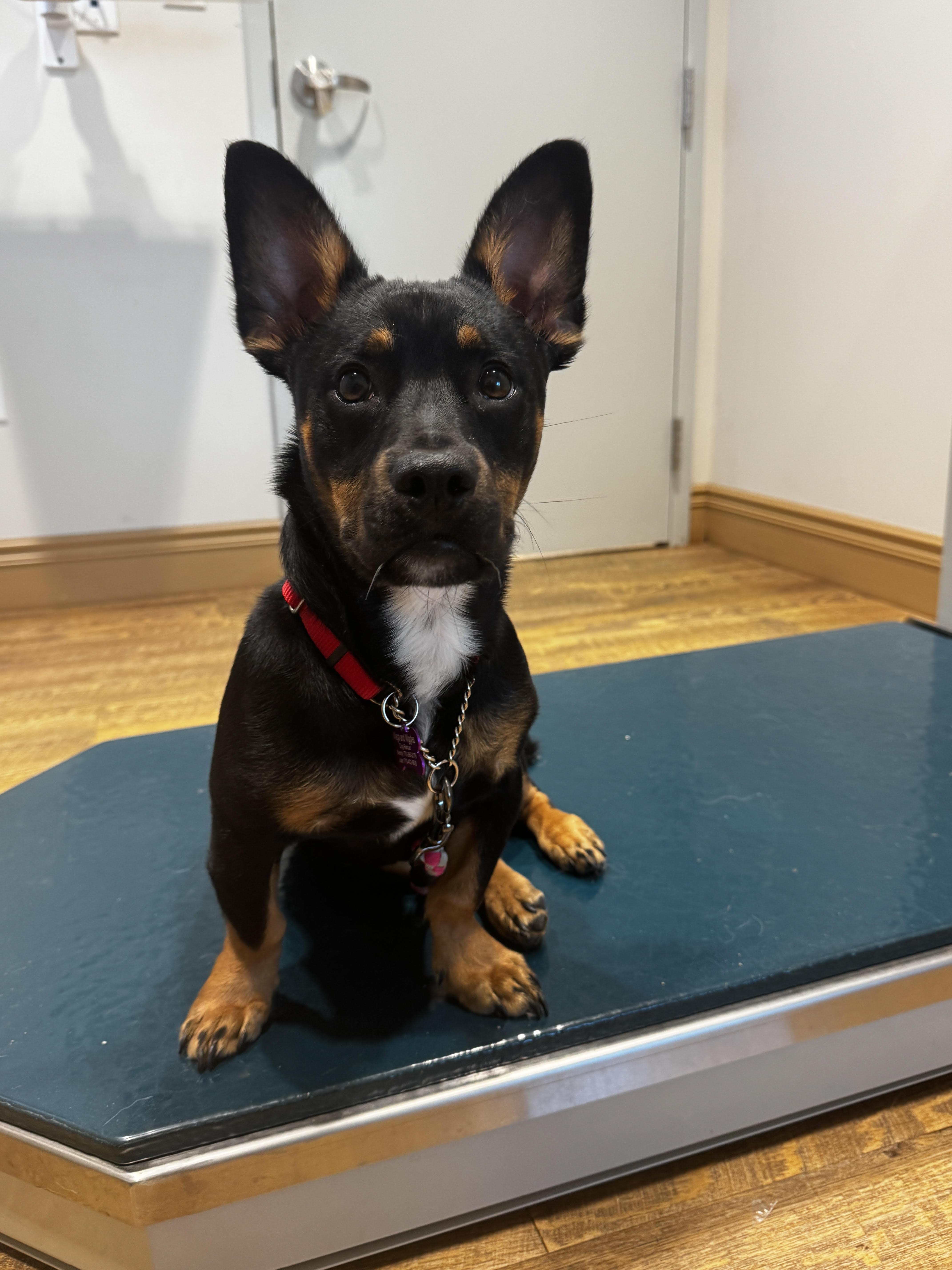 Enlarge Tebow, a Adoptable mixed breed in Cumming, GA image 2/4