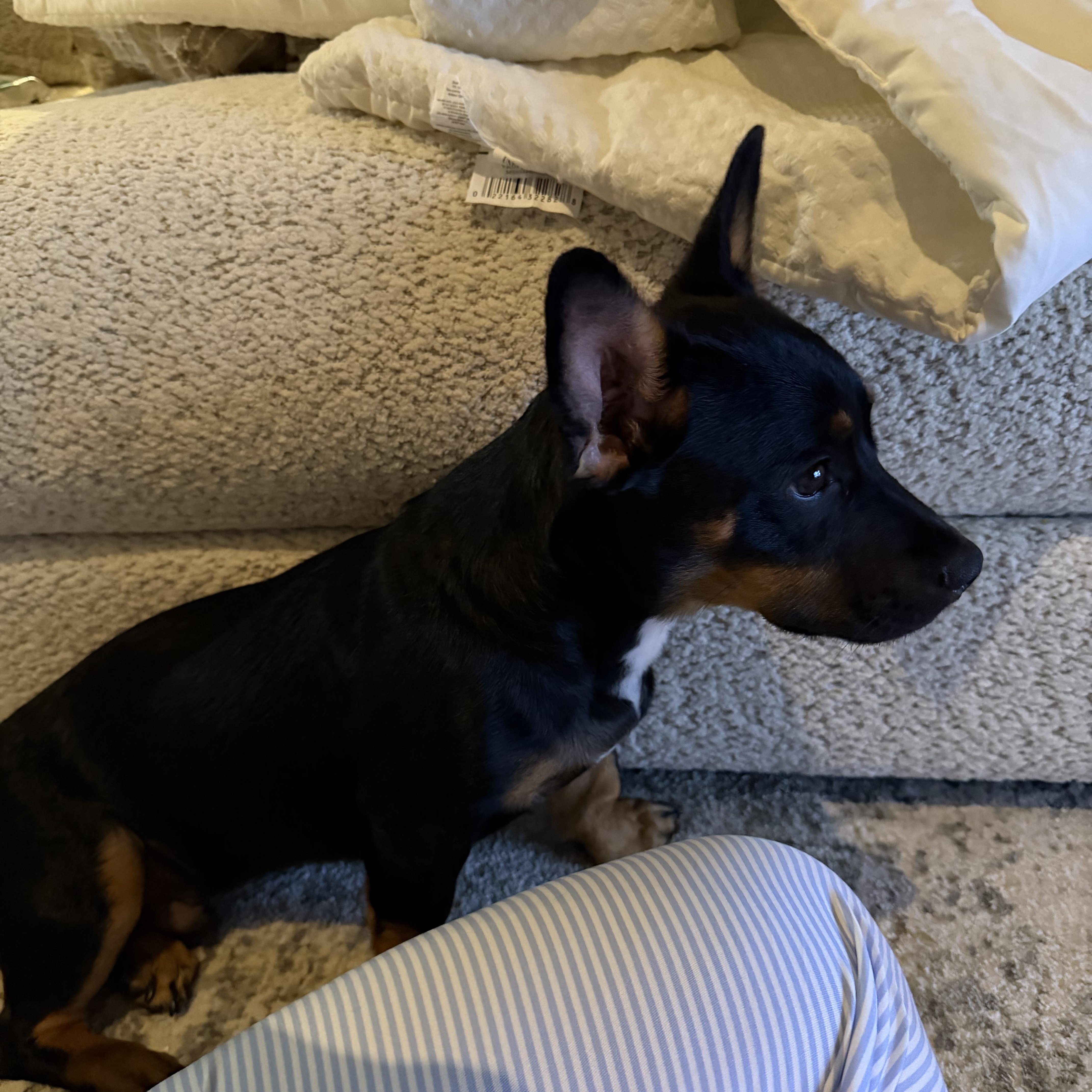 Tebow, Adoptable, Puppy Male Dachshund & Miniature Pinscher.