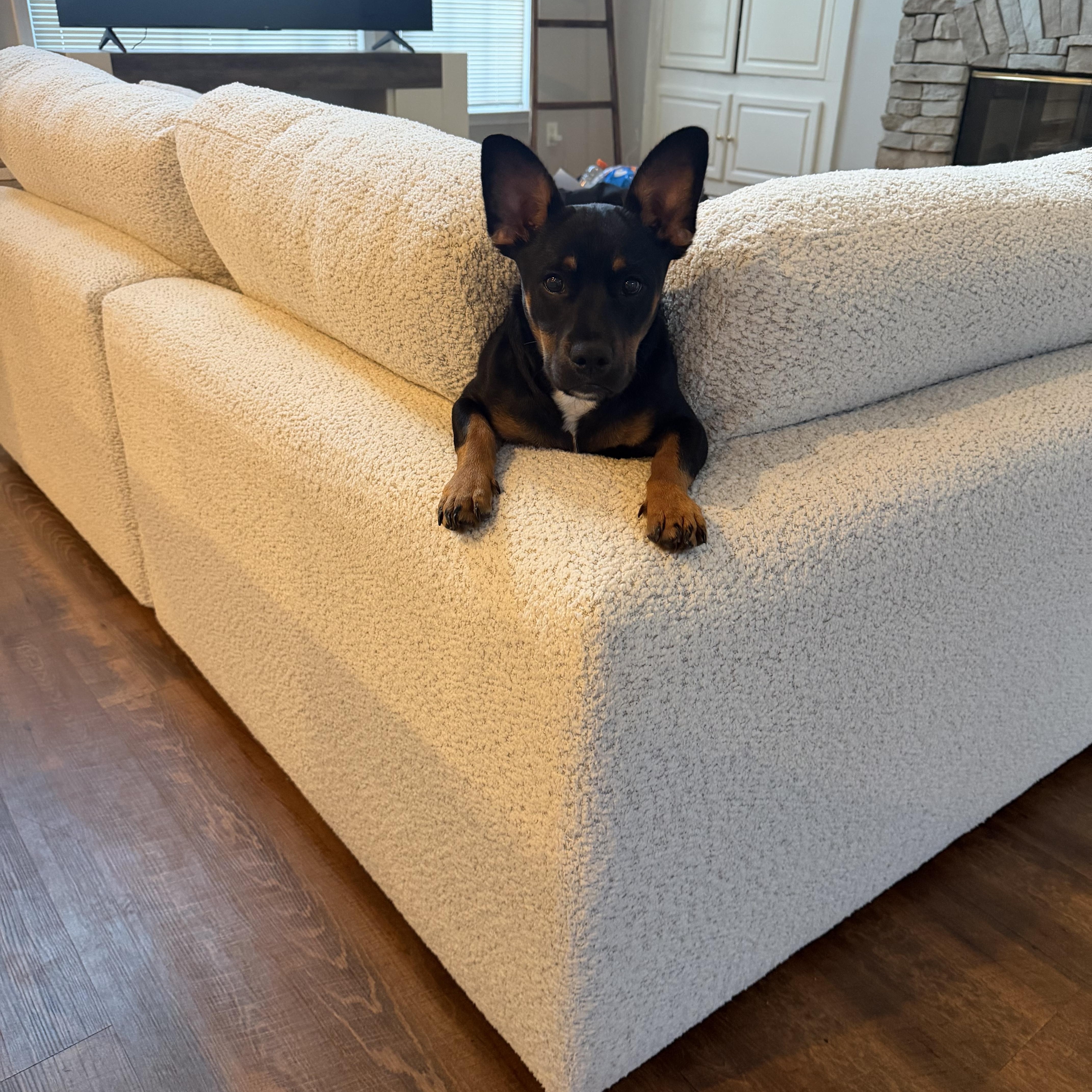 Enlarge Tebow, a Adoptable mixed breed in Cumming, GA image 3/4