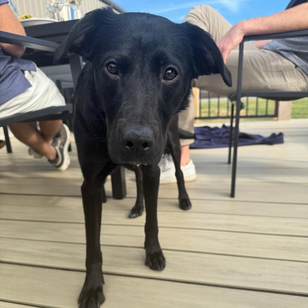 Lullaby, Adoptable, Young Female Mixed Breed.