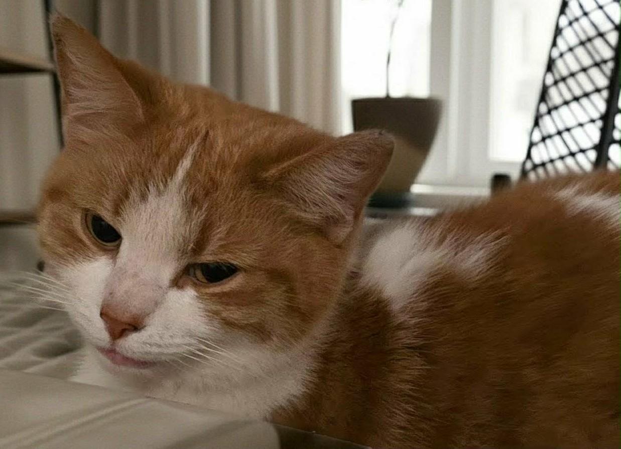 Enlarge Wendy, an adopted Domestic Short Hair in Beckley, WV image 2/4