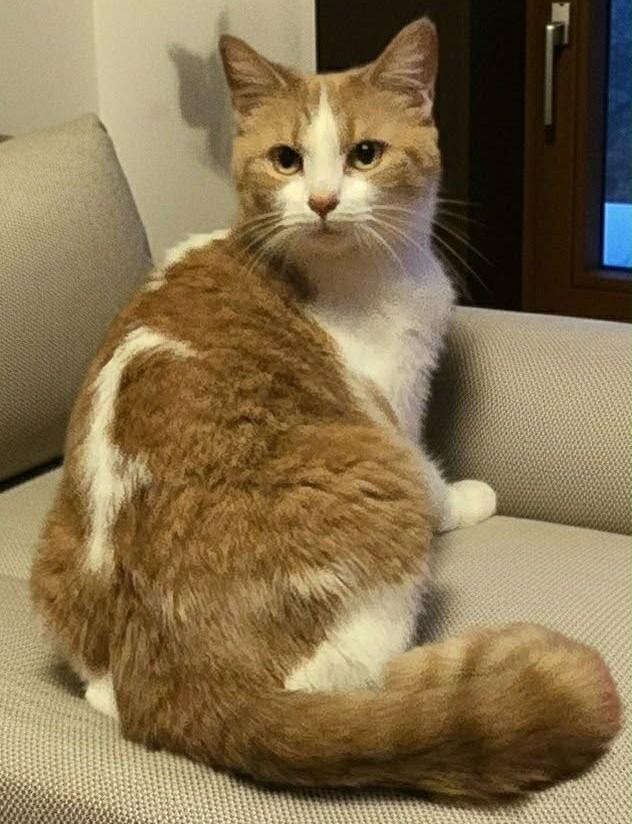 Enlarge Wendy, an adopted Domestic Short Hair in Beckley, WV image 4/4