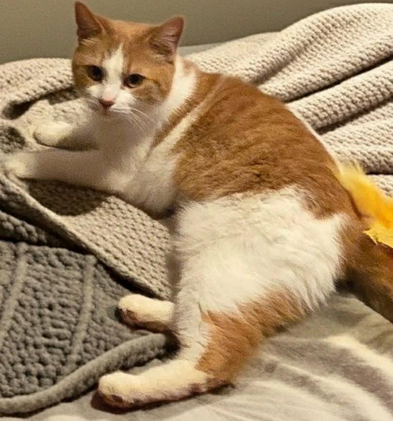 Enlarge Wendy, an adopted Domestic Short Hair in Beckley, WV image 3/4