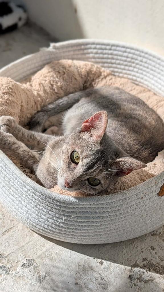 Miso — thumbnail 5