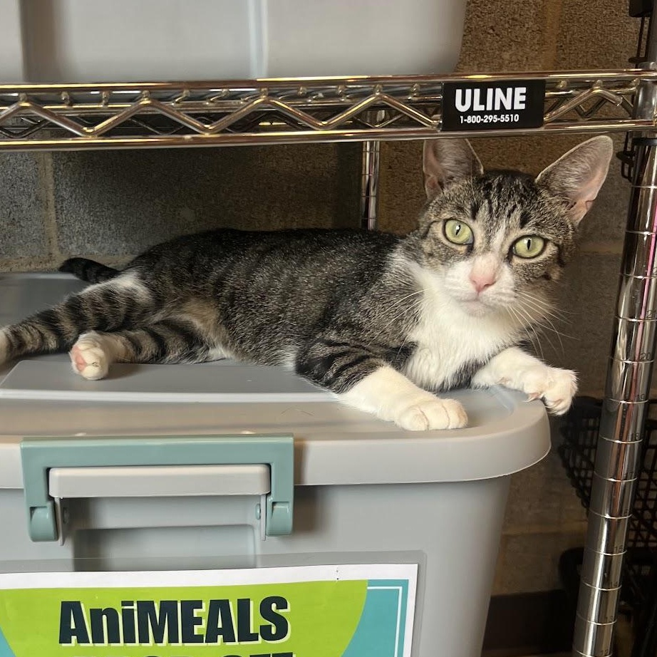 Beatrix, a Adoptable Domestic Short Hair in Salisbury, NC image 2/6