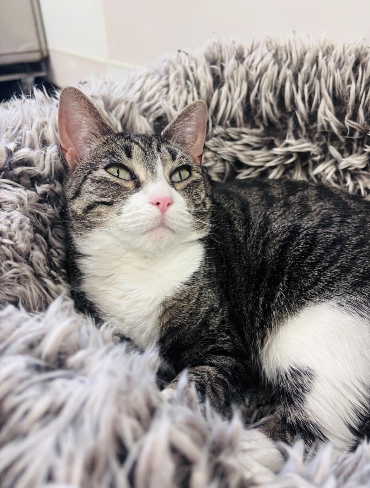 Beatrix, a Adoptable Domestic Short Hair in Salisbury, NC image 1/6