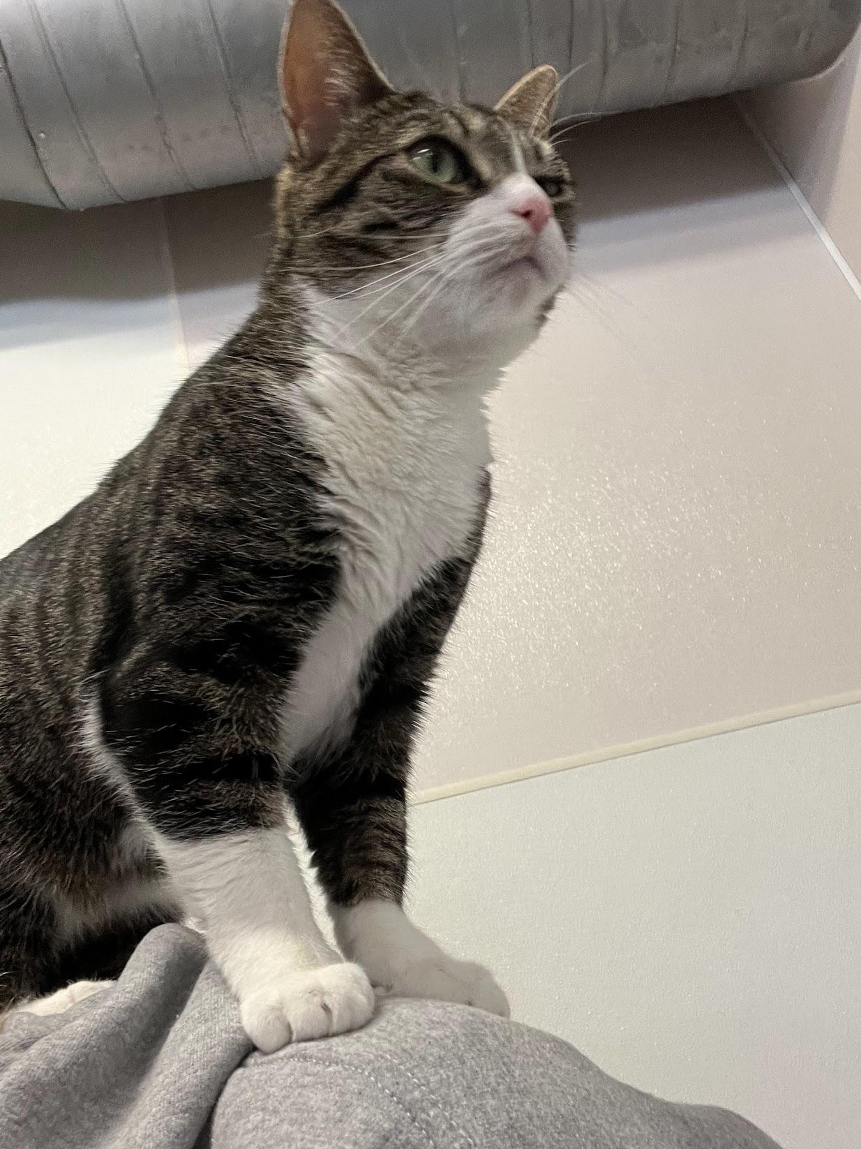 Beatrix, a Adoptable Domestic Short Hair in Salisbury, NC image 4/6