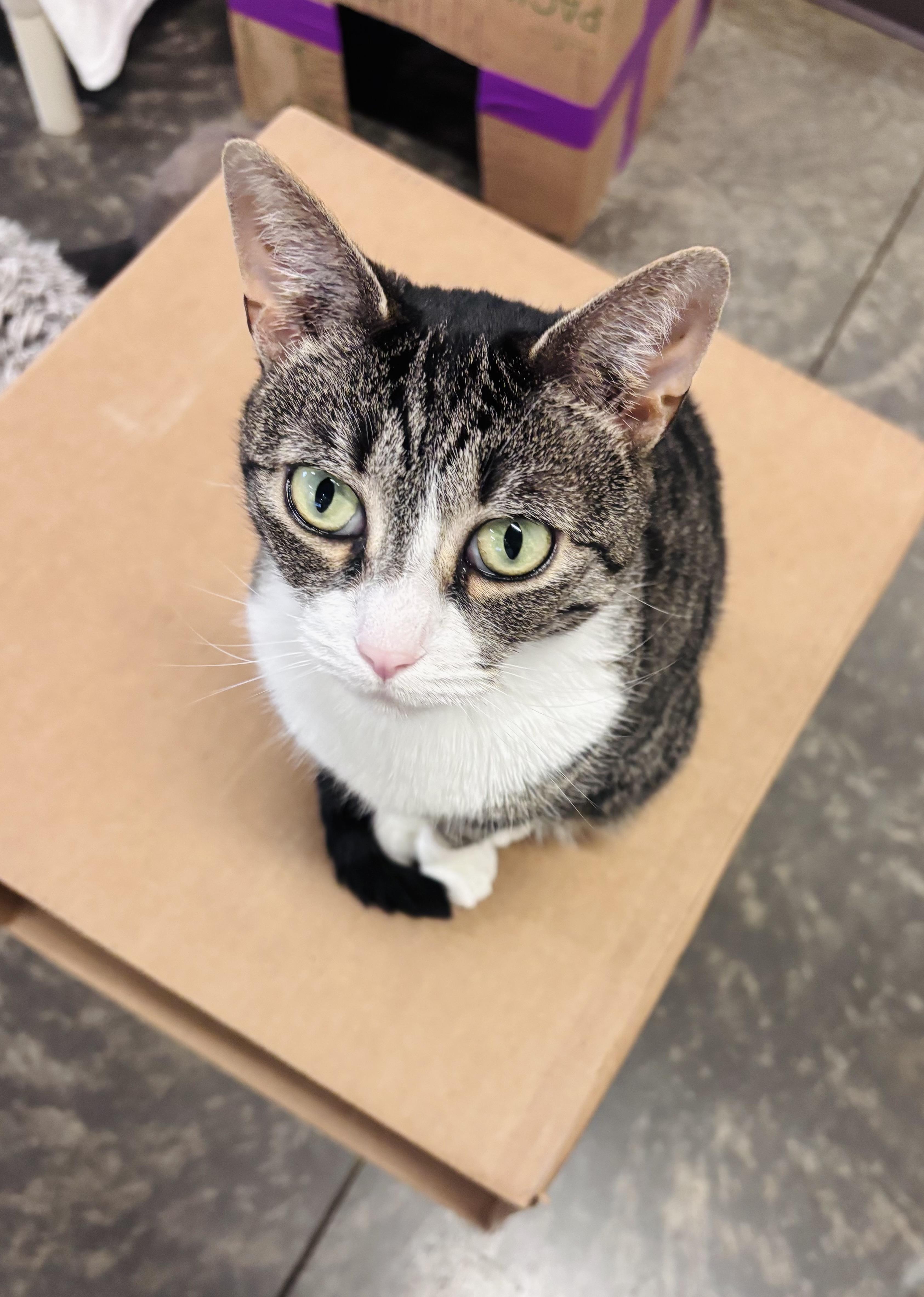Beatrix, a Adoptable Domestic Short Hair in Salisbury, NC image 6/6